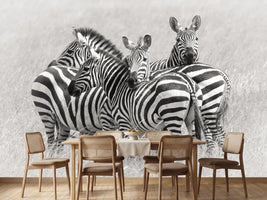 photo-wallpaper-zebras-x