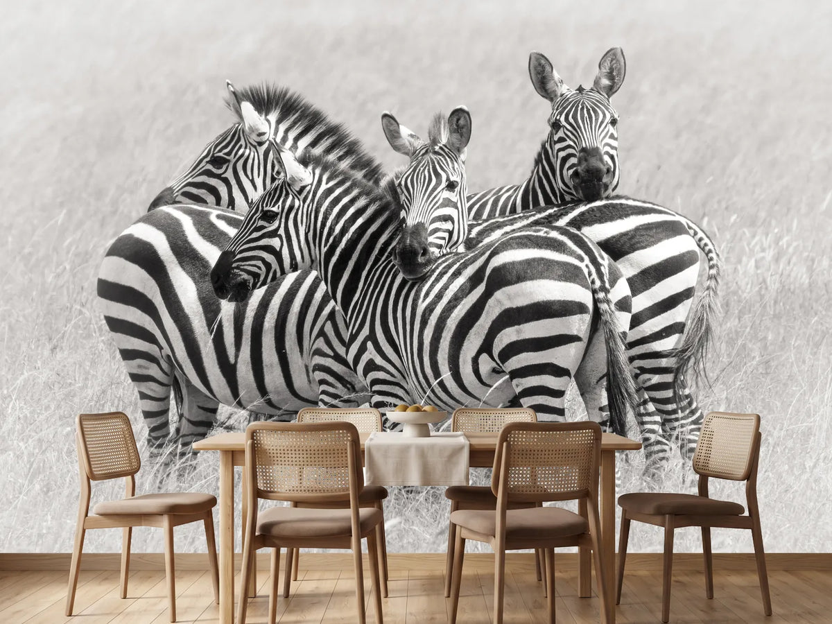 photo-wallpaper-zebras-x
