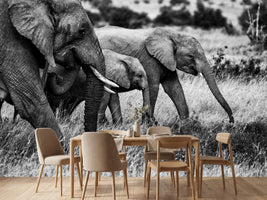 photo-wallpaper-elephant-family-x