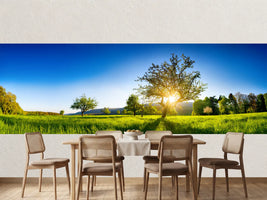 photo-wallpaper-sunburst-behind-an-old-tree-on-a-glowing-green-spring-meadow