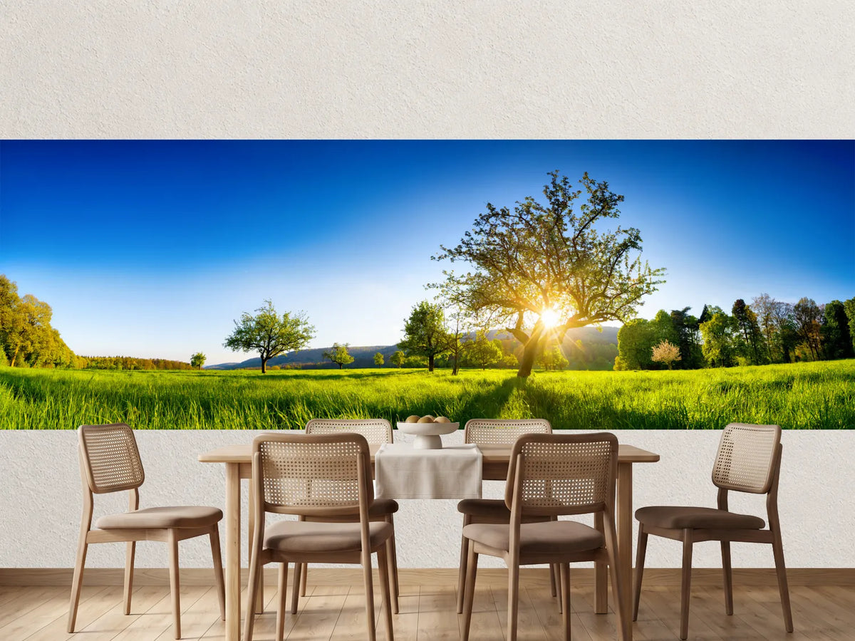 photo-wallpaper-sunburst-behind-an-old-tree-on-a-glowing-green-spring-meadow