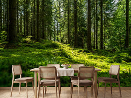 photo-wallpaper-beautiful-green-mossy-forest-in-sweden