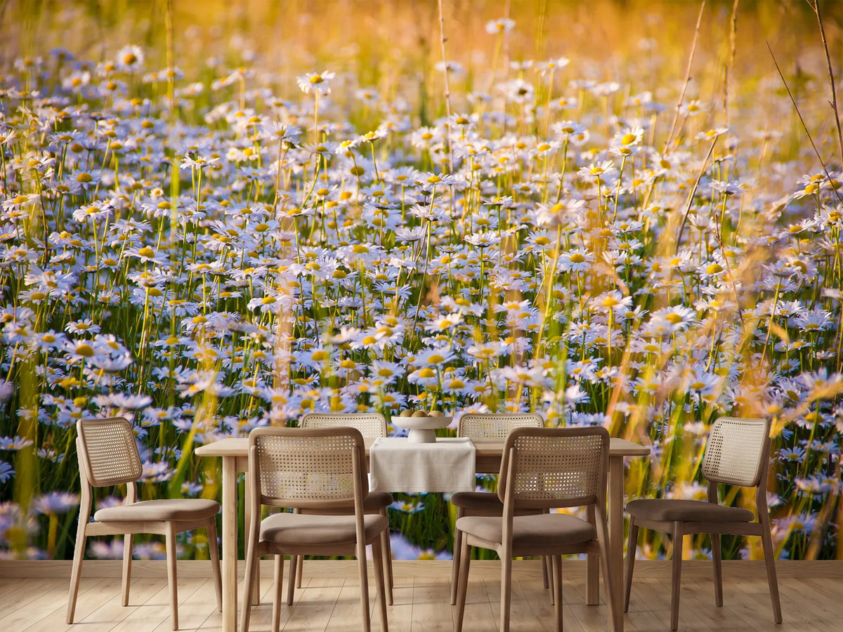 photo-wallpaper-a-field-full-of-camomile