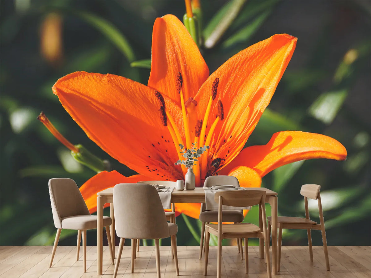 photo-wallpaper-lilies-blossom-in-orange-xl