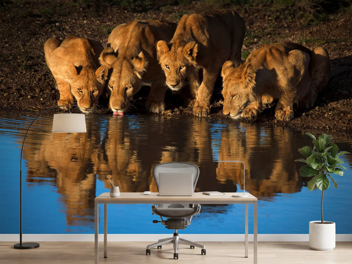 photo-wallpaper-lions-of-mara