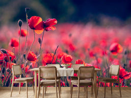 photo-wallpaper-in-the-poppy-field
