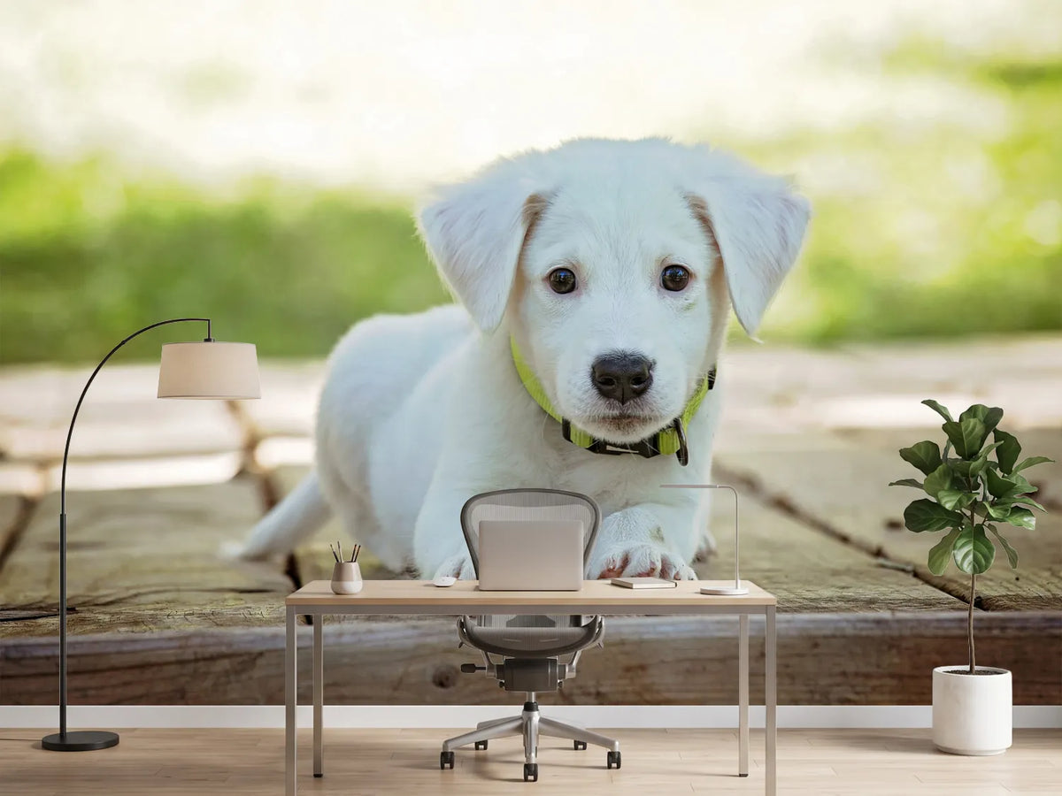 photo-wallpaper-cute-dog-baby