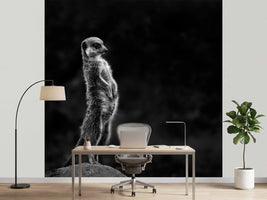 photo-wallpaper-the-meerkat