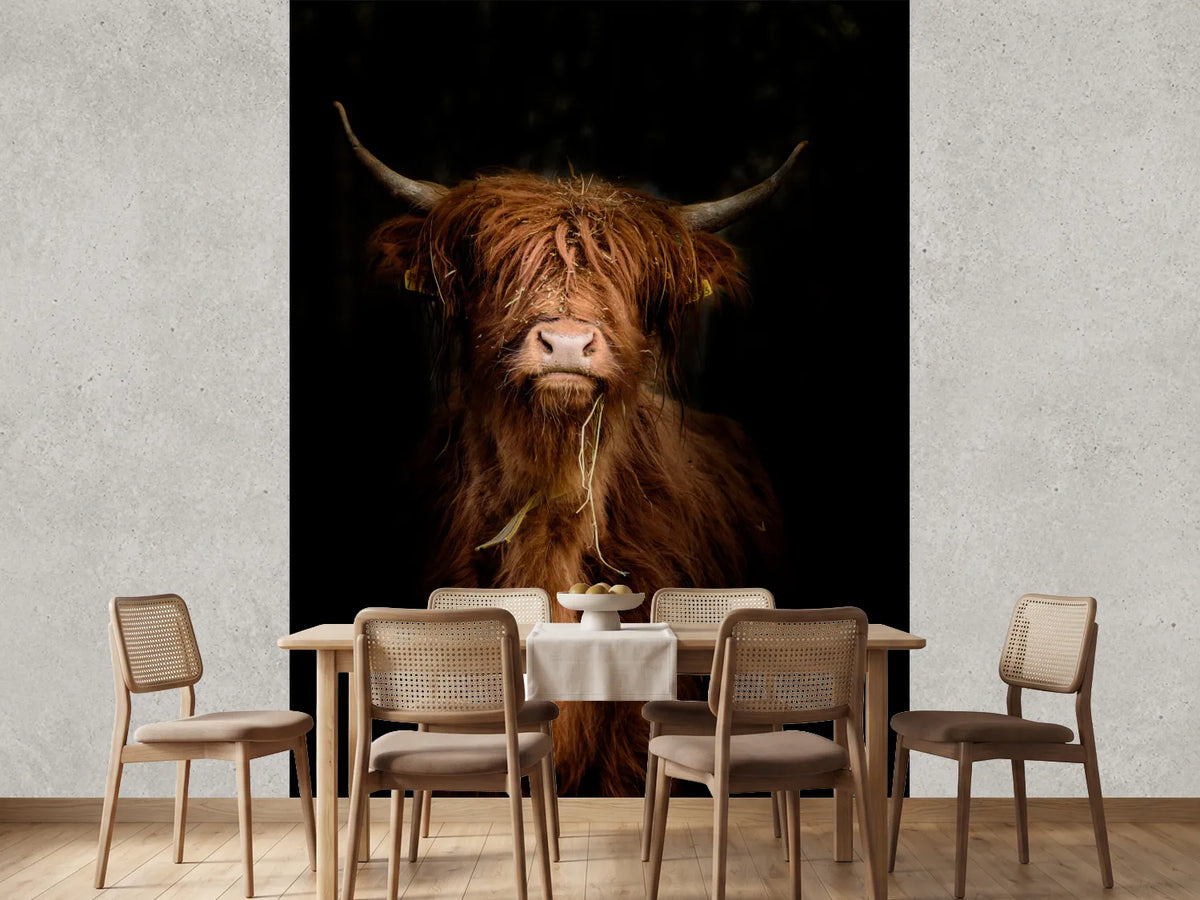 photo-wallpaper-highland-cattle-portrait