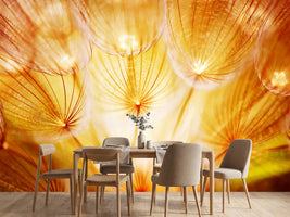photo-wallpaper-close-up-dandelion-in-light