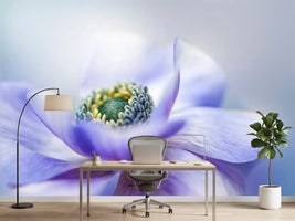 photo-wallpaper-anemone-de-caen-x