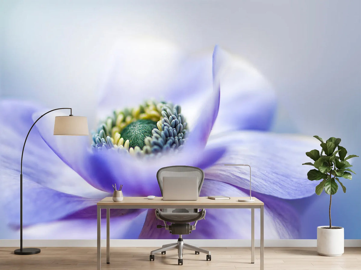 photo-wallpaper-anemone-de-caen-x