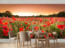 photo-wallpaper-sunset-over-a-field-of-poppies