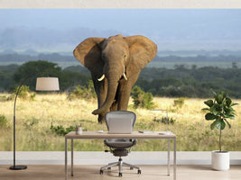 photo-wallpaper-a-huge-elephant-bull-approaches-in-golden-light
