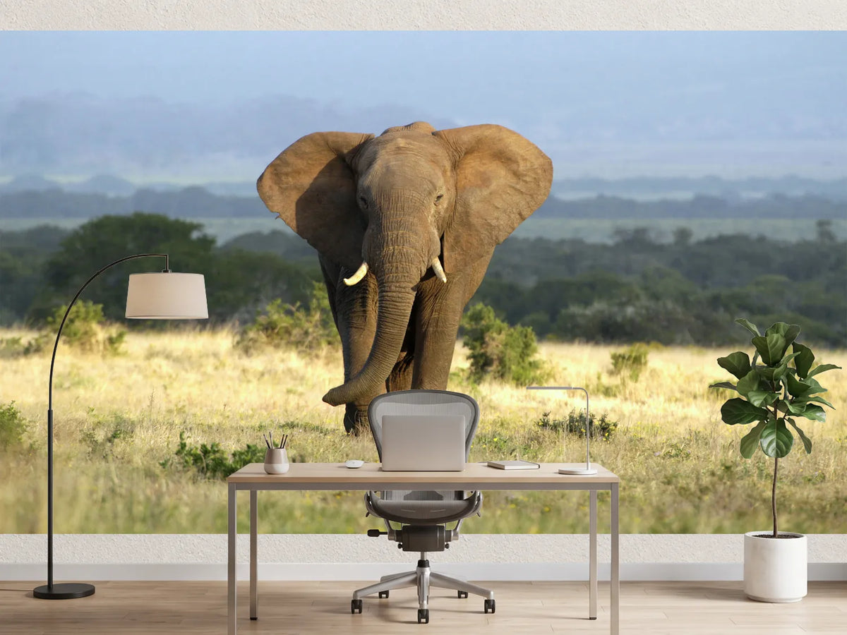 photo-wallpaper-a-huge-elephant-bull-approaches-in-golden-light