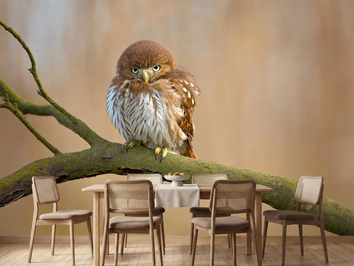 photo-wallpaper-ferruginous-pygmy-owl-x