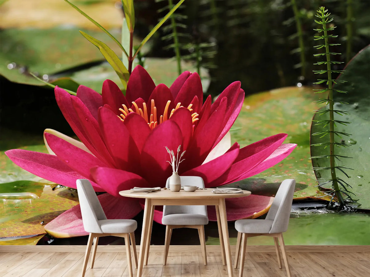photo-wallpaper-water-lily-in-red