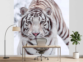 photo-wallpaper-the-king-tiger