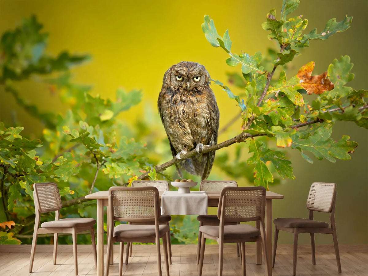 photo-wallpaper-eurasian-scops-owl-x