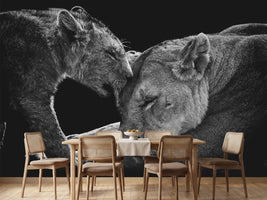 photo-wallpaper-lion-family-x