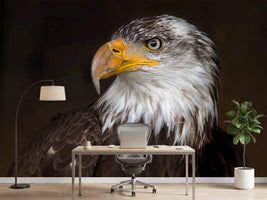 photo-wallpaper-caged-eagle