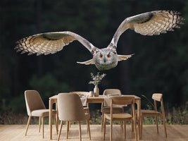 photo-wallpaper-the-owl