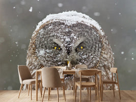 photo-wallpaper-great-grey-owl-winter-portrait