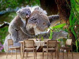 photo-wallpaper-mom-and-baby-koala