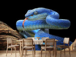 photo-wallpaper-blue-viper-snake-closeup-face-2