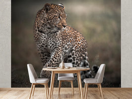 photo-wallpaper-alert-leopard-walk