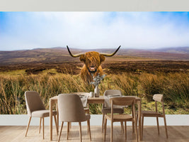 photo-wallpaper-highland-cattle