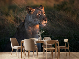 photo-wallpaper-lioness-at-first-day-ligth-x