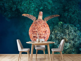 photo-wallpaper-graceful-sea-turtle-swim