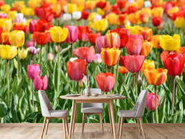 photo-wallpaper-a-colorful-tulip-field