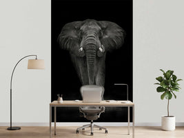 photo-wallpaper-ngorongoro-bull-x