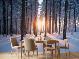 photo-wallpaper-sunset-in-the-wood-in-winter-period