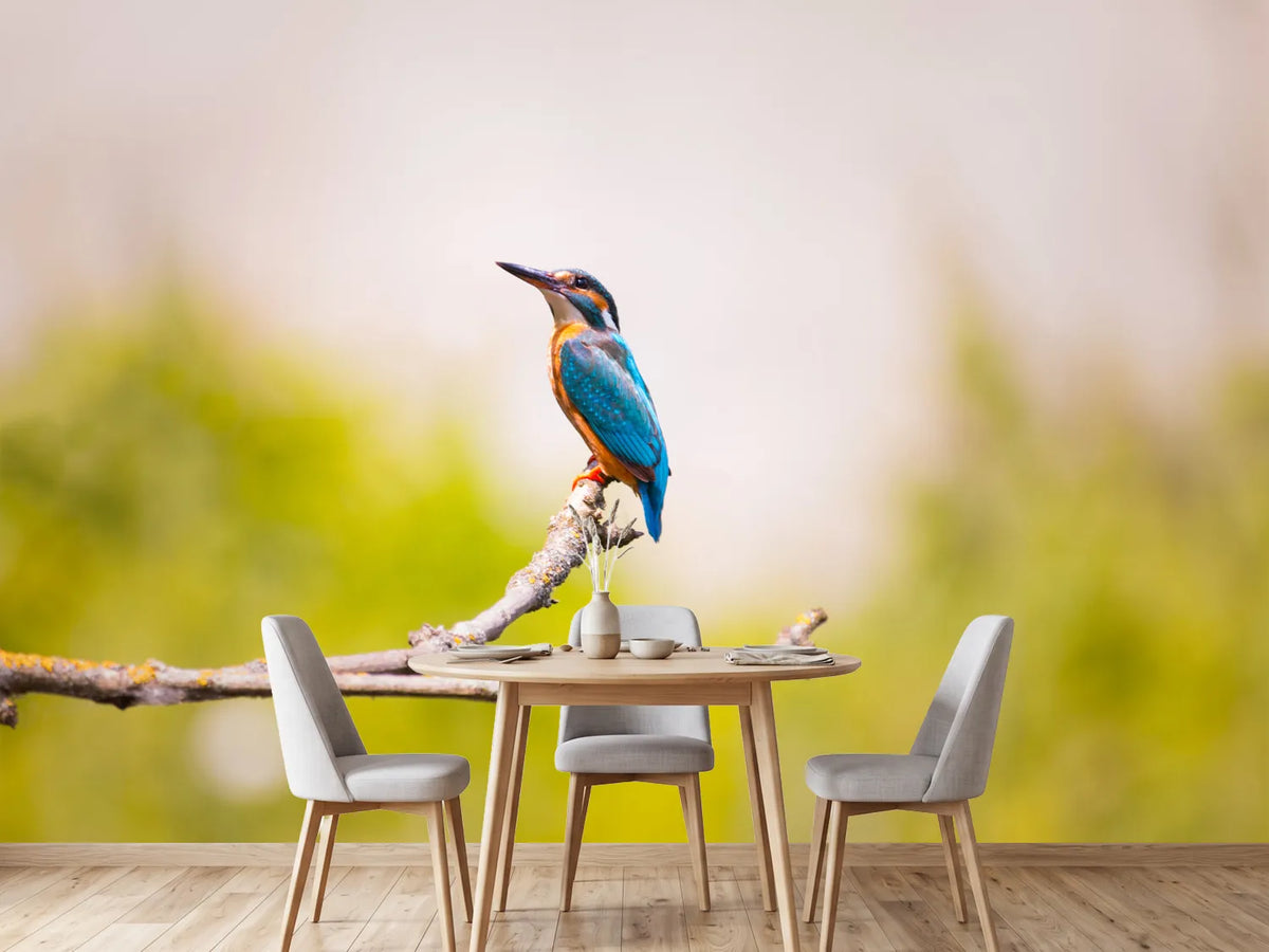 photo-wallpaper-the-kingfisher
