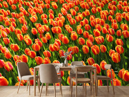 photo-wallpaper-tulip-field-in-orange