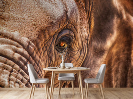 photo-wallpaper-the-look-of-the-elephant