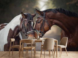 photo-wallpaper-two-horses-nose-to-nose-on-a-woodland-path-in-warm-light