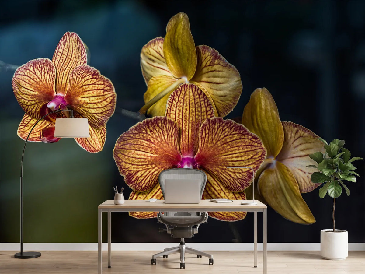 photo-wallpaper-orchidaceae