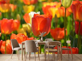 photo-wallpaper-close-up-tulip-field