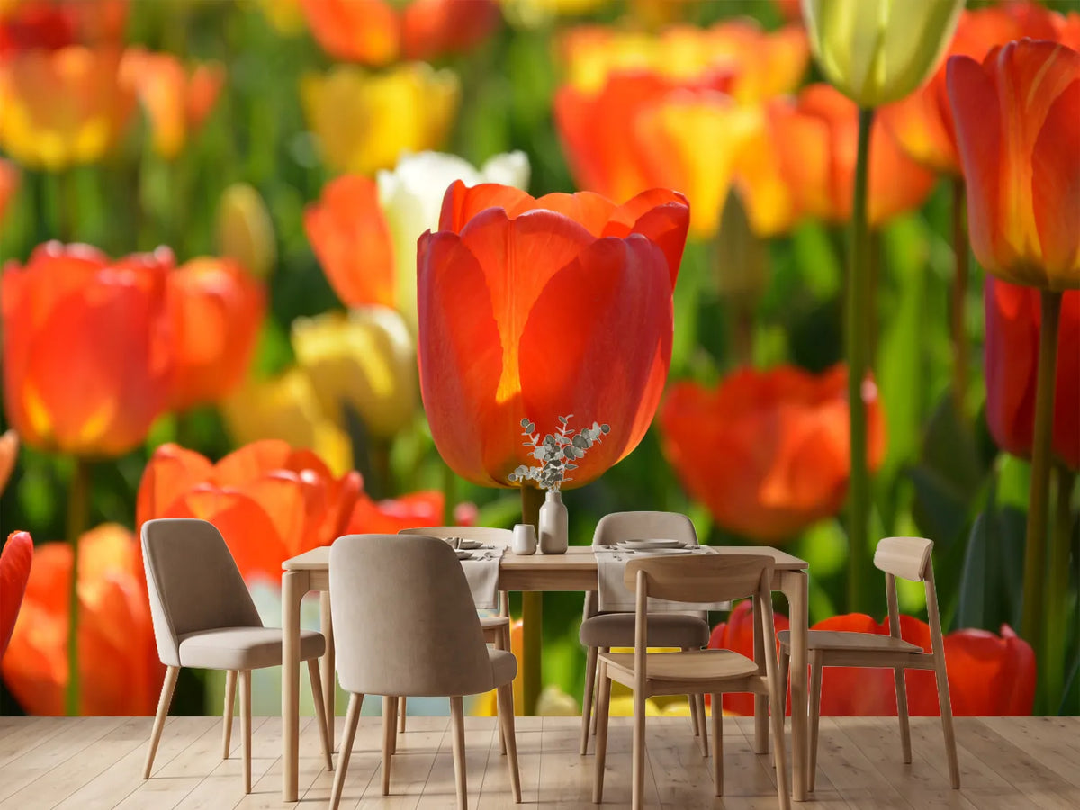 photo-wallpaper-close-up-tulip-field