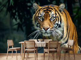 photo-wallpaper-proud-sumatran-tiger-prowling-towards-the-camera
