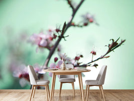 photo-wallpaper-beautiful-japanese-cherry-blossom