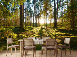 photo-wallpaper-sunrise-in-pine-forest