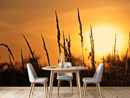 photo-wallpaper-sunrise-on-the-field
