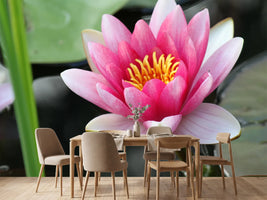 photo-wallpaper-the-water-lily-in-pink