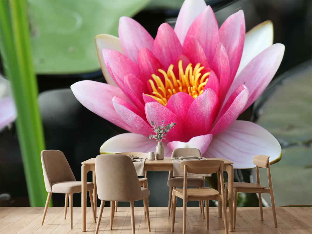 photo-wallpaper-the-water-lily-in-pink