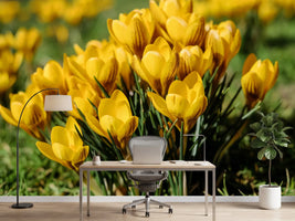 photo-wallpaper-crocuses-in-spring